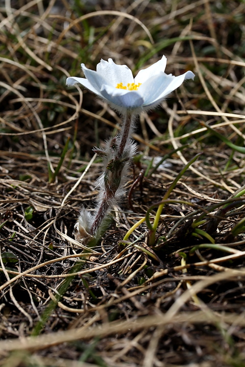 Pulsatilla alpina / Anemone alpino